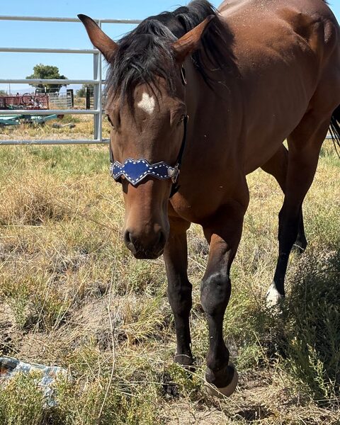 Floki, a bay horse with a white star and a navy noseband, walking toward the camera through dry grass.