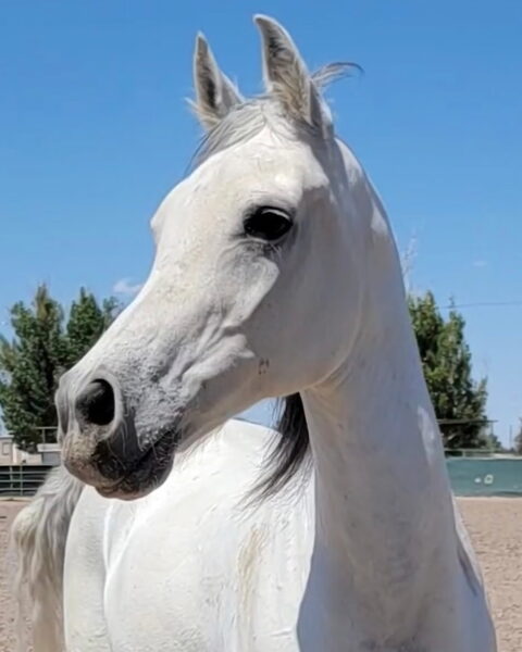 Odin, a white horse, head and neck against a bright blue sky.